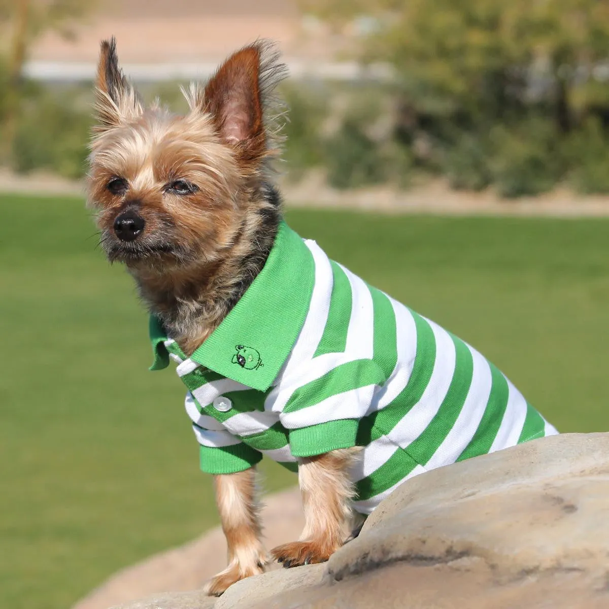 Greenery & White Striped Polo Shirt